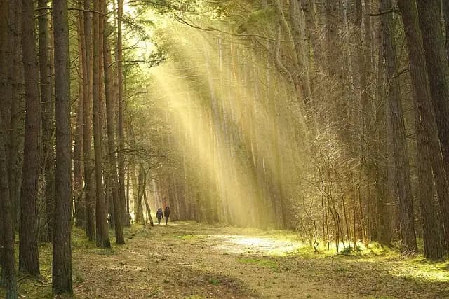 Navigating Your Influencer Path: Essential Tips for Success